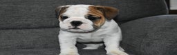 English Bulldog dogs for sale: Olaf - Ad 4
