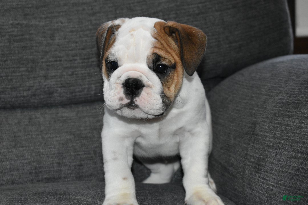 English Bulldog dogs for sale: Olaf - Ad 4