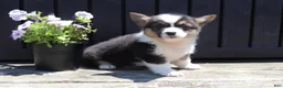 Welsh Corgi Pembroke dogs for sale: Ian - Ad 4