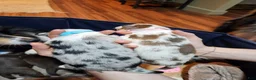 Miniature Australian Shepherd dogs for sale: Max - Ad 3