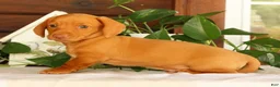 Miniature Dachshund dogs for sale: Rocky - Ad 3