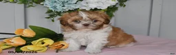 Shih Tzu dogs for sale: Daffadil - Ad 4