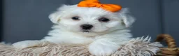 Maltese dogs for sale: PATRICK - Ad 6