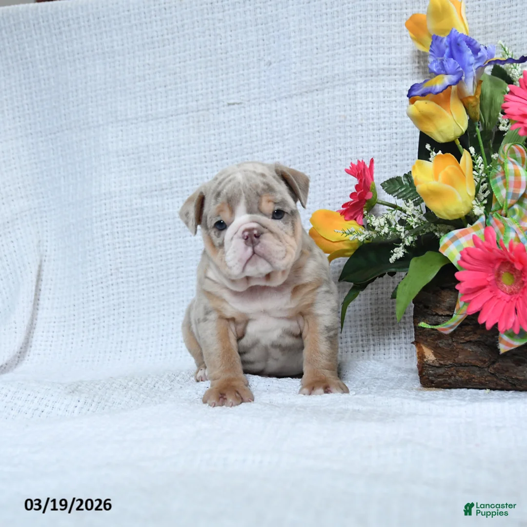 English Bulldog dogs for sale: Zackary - Ad 2