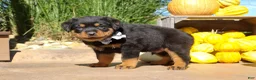 Rottweiler dogs for sale: Ranger - Ad 4