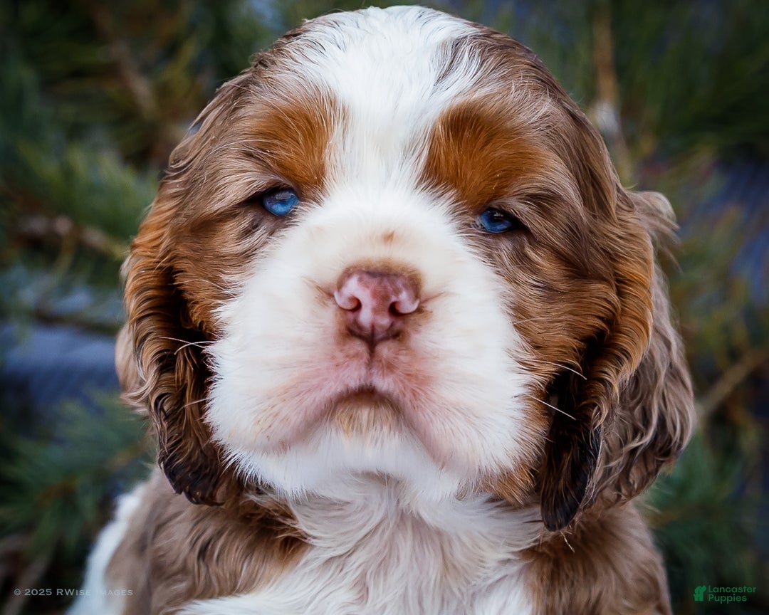 Cocker Spaniel dogs for sale: Pierre - Ad 2