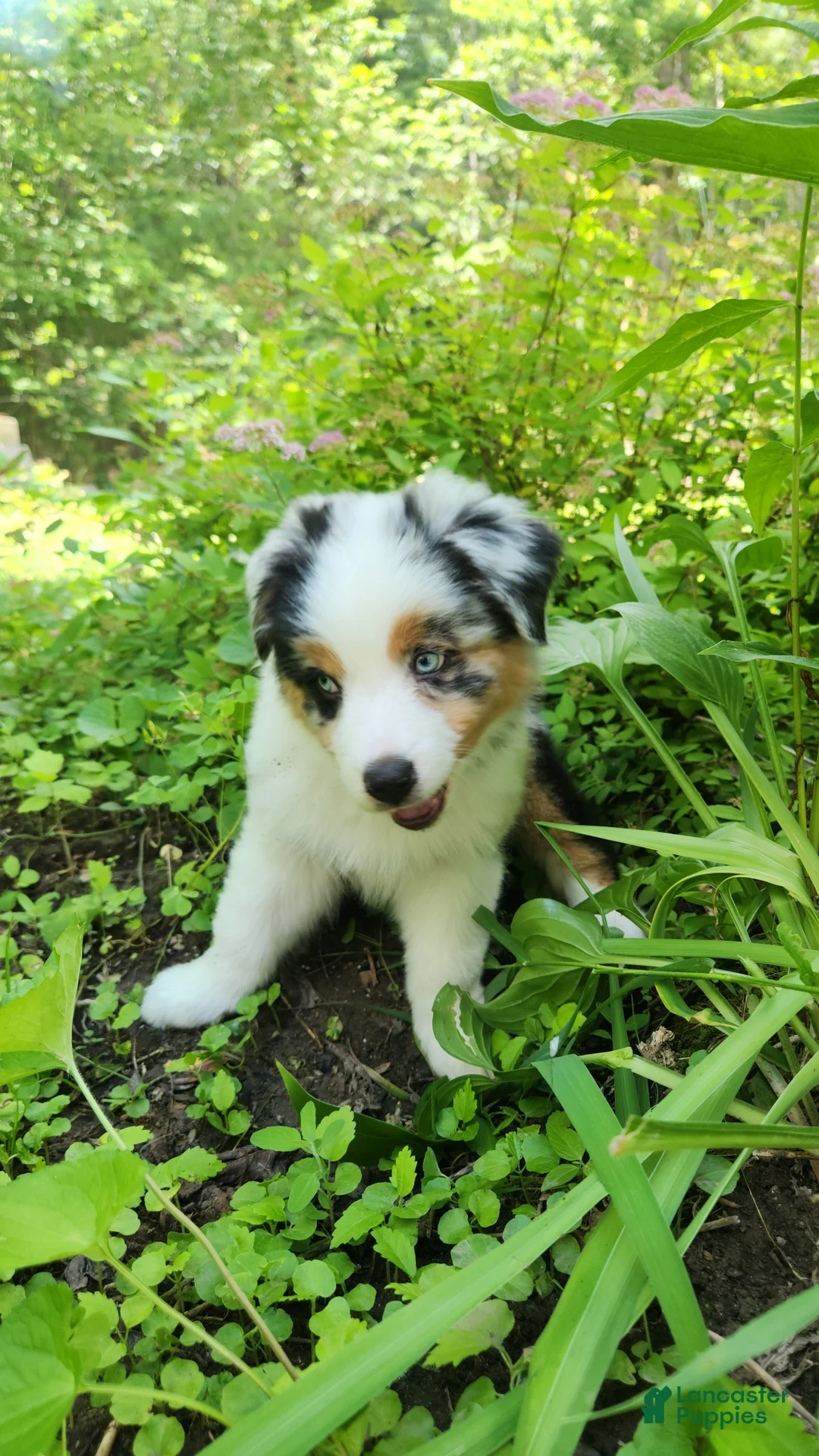 Australian Shepherd dogs for sale: Meadow - Ad 1