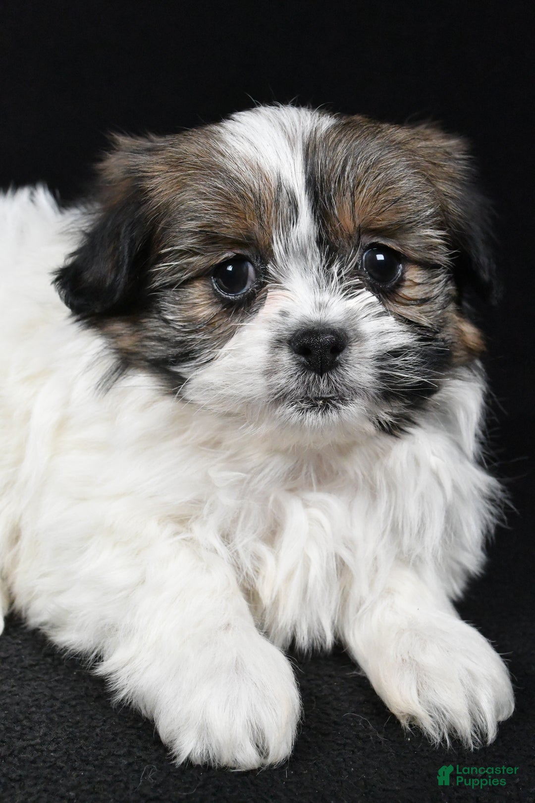 Mixed Breed dogs for sale: Angelo - Ad 5