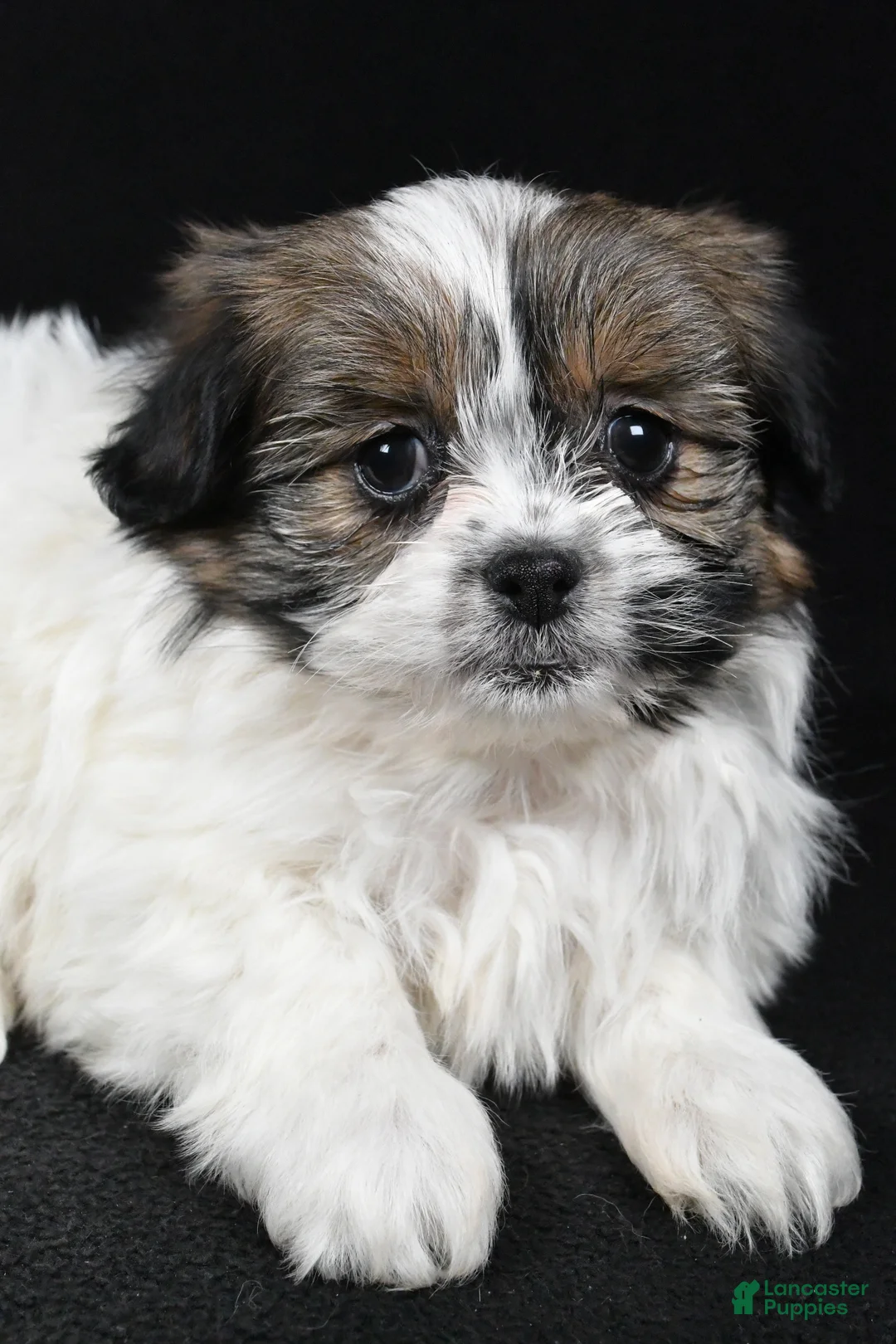 Mixed Breed dogs for sale: Angelo - Ad 2