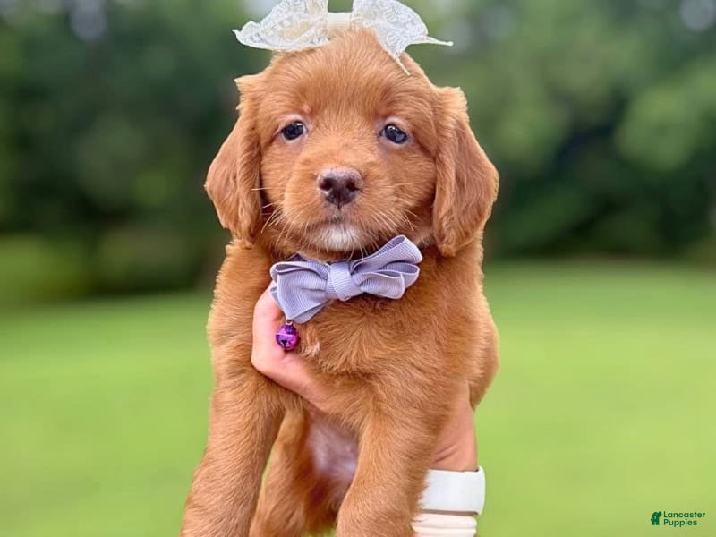 Mini Goldendoodle dogs for sale: Roberta - Ad 4