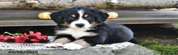 Mixed Breed dogs for sale: Rover - Ad 5