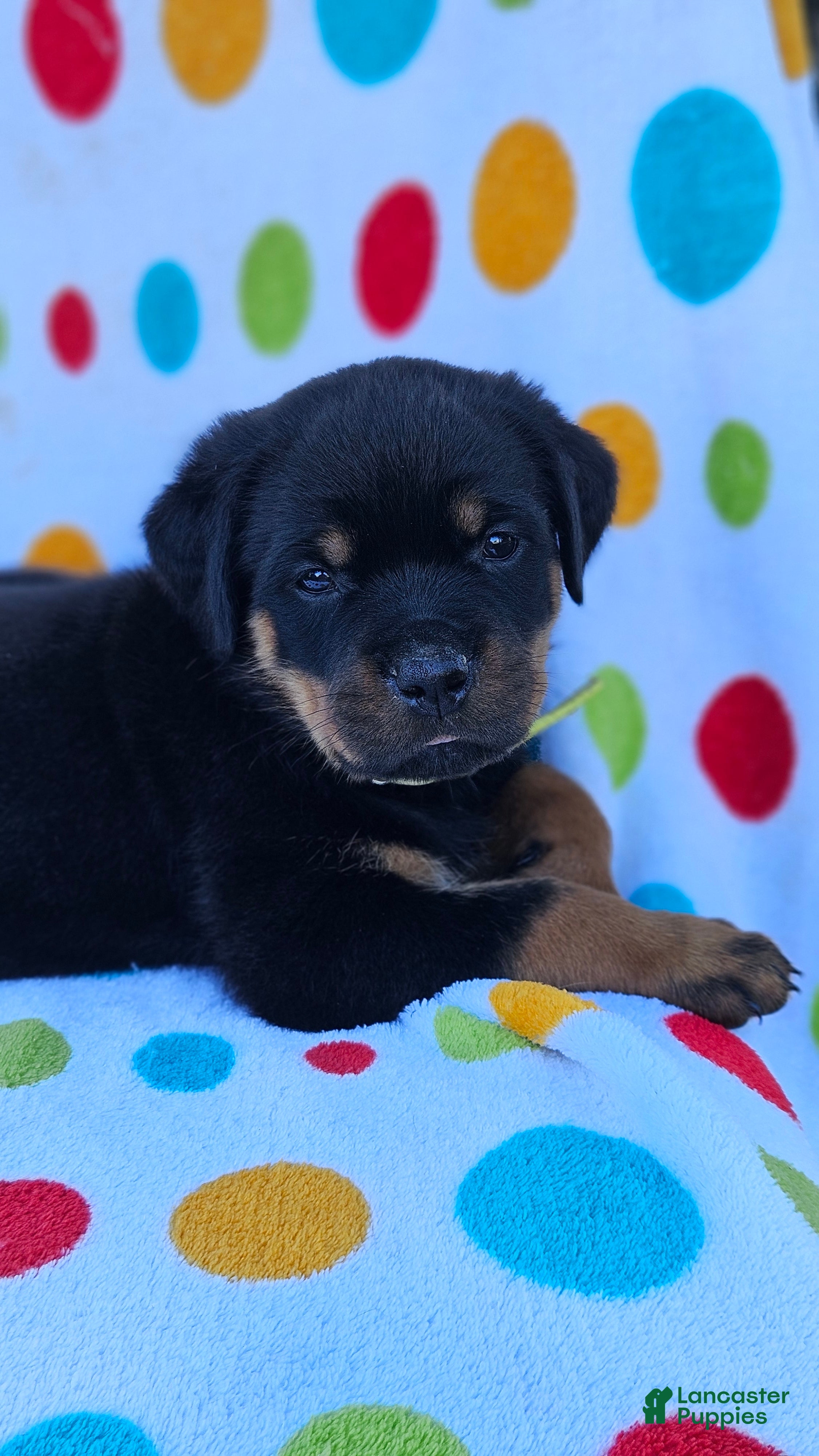Rottweiler dogs Kai - Ad 2