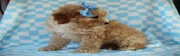 Cavapoo dogs for sale: Avery Cavapoo Pup - Ad 3
