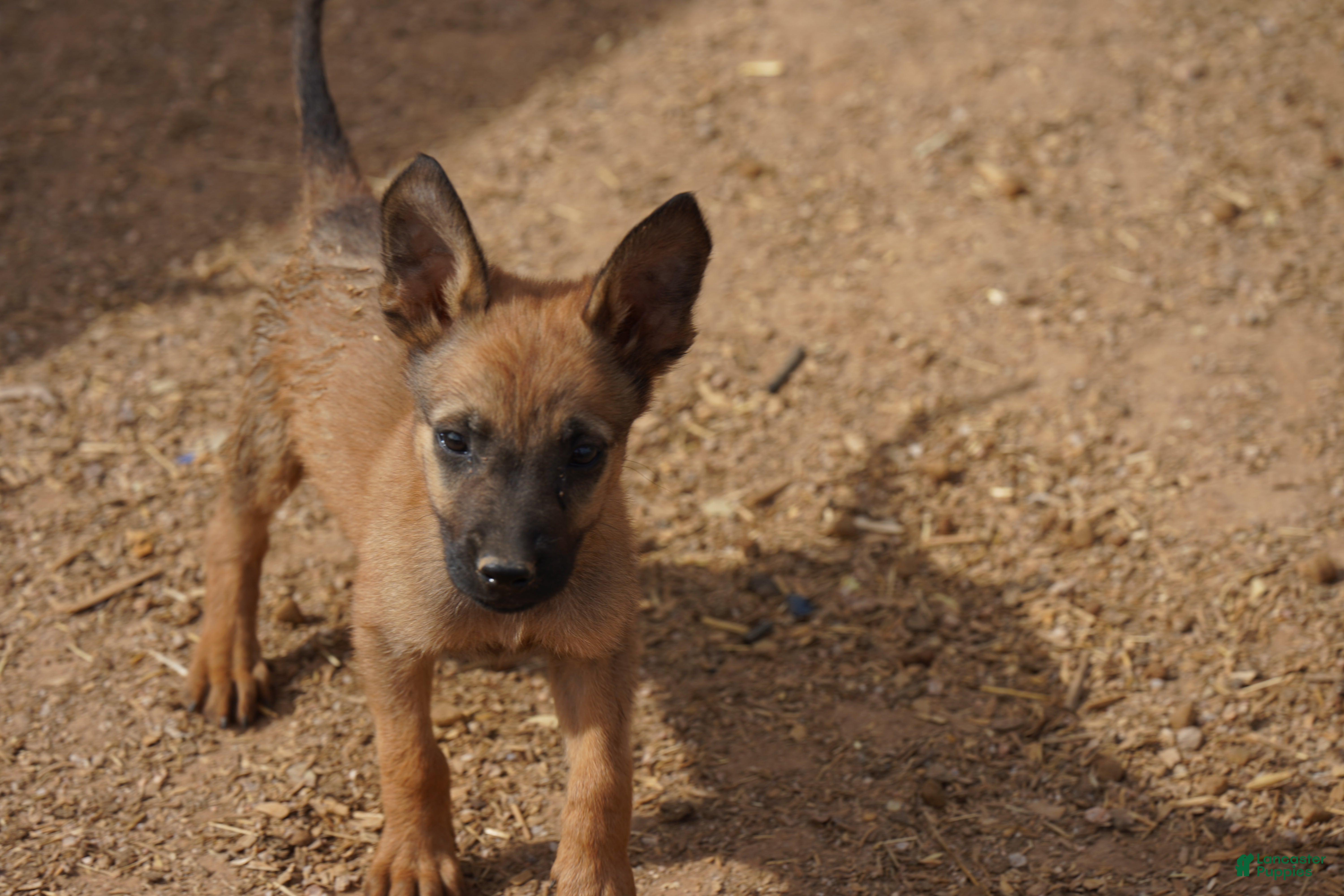 Belgian Malinois dogs Malinois M 2 - Ad 13