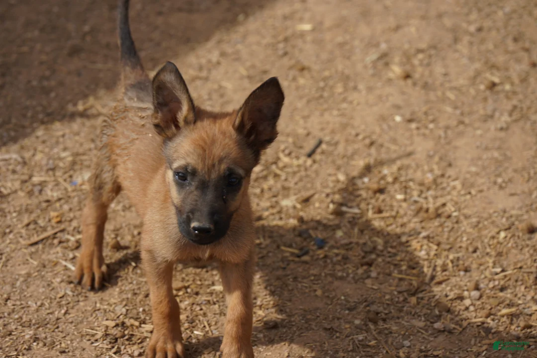 Belgian Malinois dogs for sale: Malinois M 2 - Ad 1