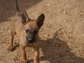 Belgian Malinois dogs Malinois M 2 - Ad 13