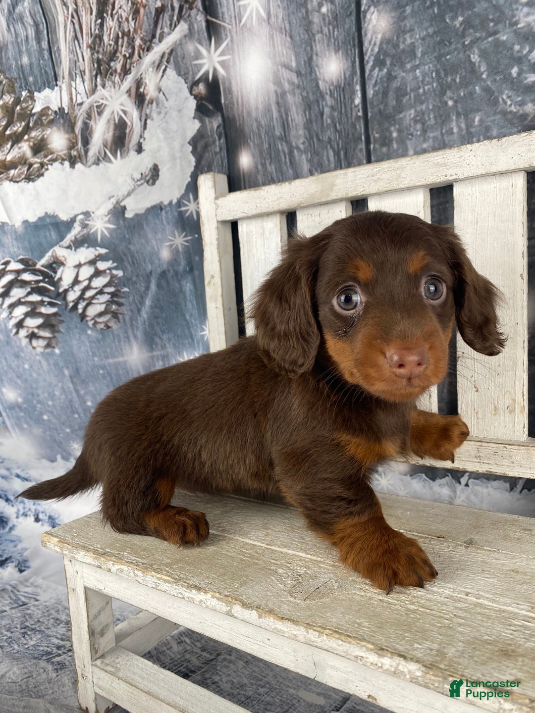 Miniature Dachshund dogs for sale: Phoebe - Ad 13