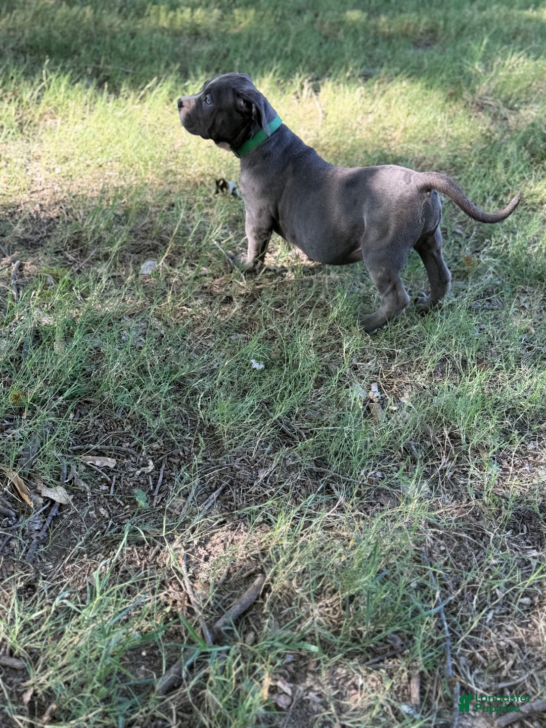 American Bully dogs for sale: American Bully 4 puppies - Ad 22