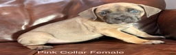 Cane Corso dogs for sale: Pink Collar  F Cane Corso Puppy  - Ad 3