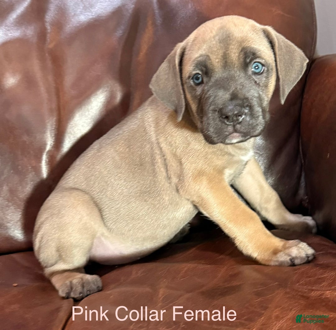 Cane Corso dogs for sale: Pink Collar  F Cane Corso Puppy  - Ad 3