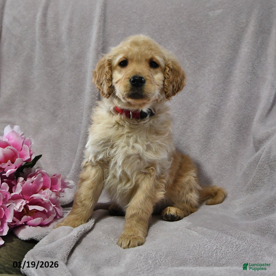 Goldendoodle dogs Hannah - Ad 4