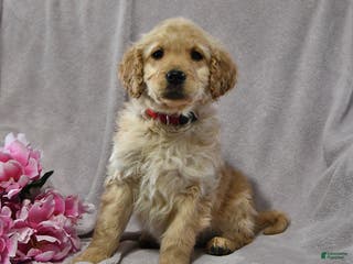 Goldendoodle dogs Hannah - Ad 38