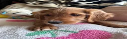 Mixed Breed dogs for sale: Griz - Ad 3