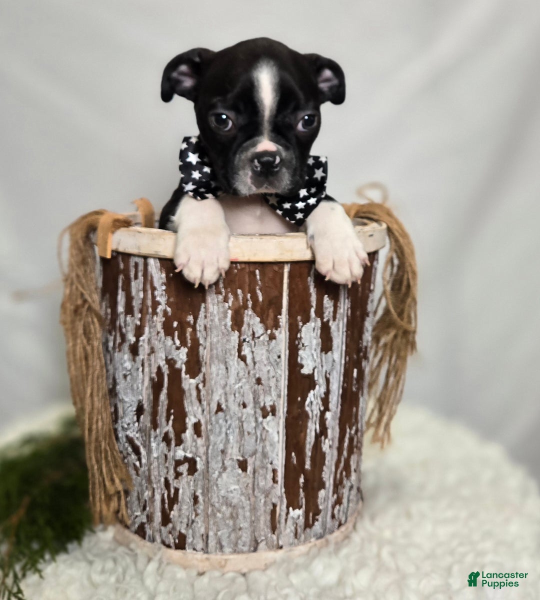 Boston Terrier dogs for sale: Charlie - Ad 5