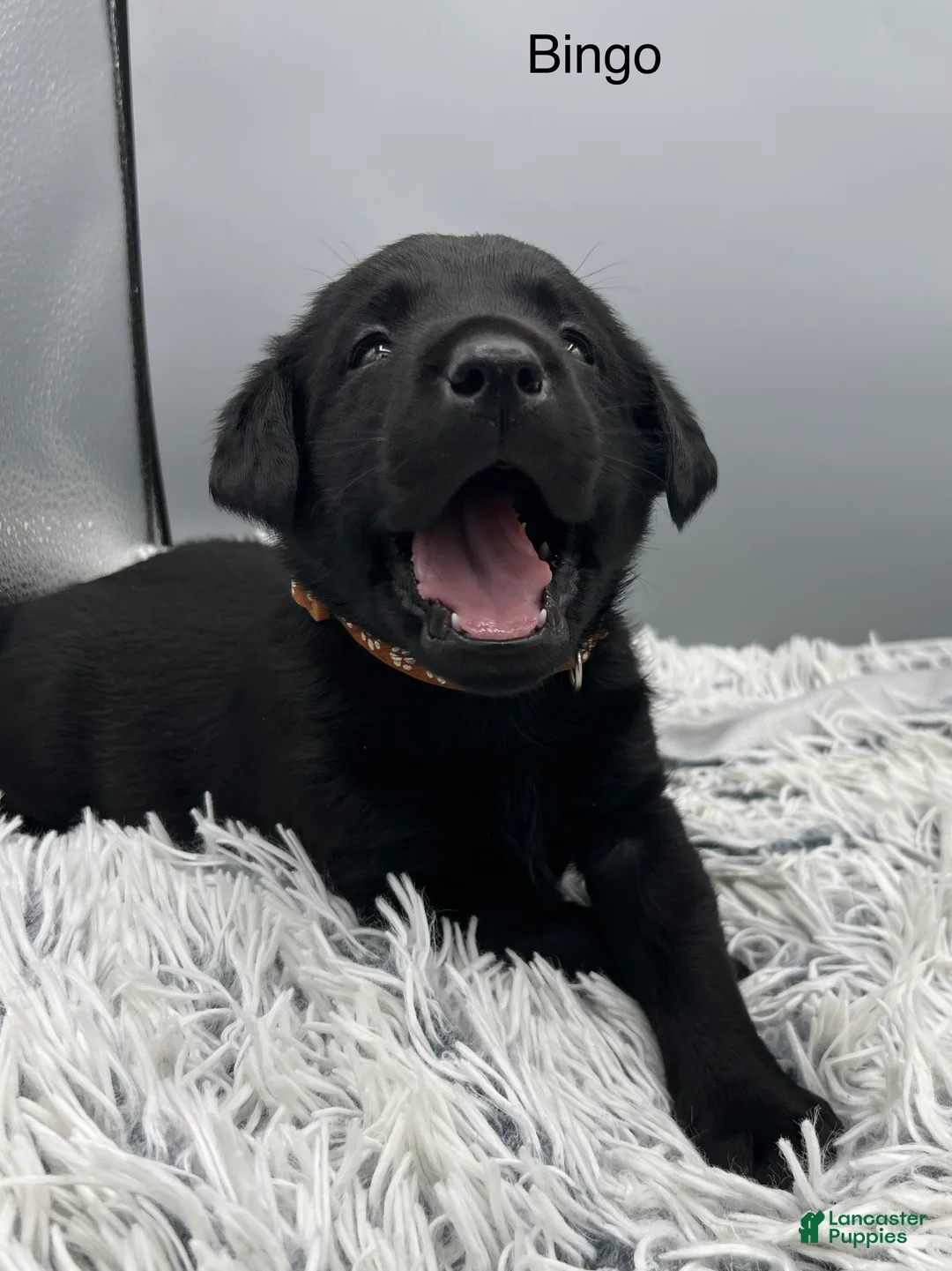 Labrador Retriever dogs for sale: Bingo-Labrador Retriever Puppy  - Ad 2
