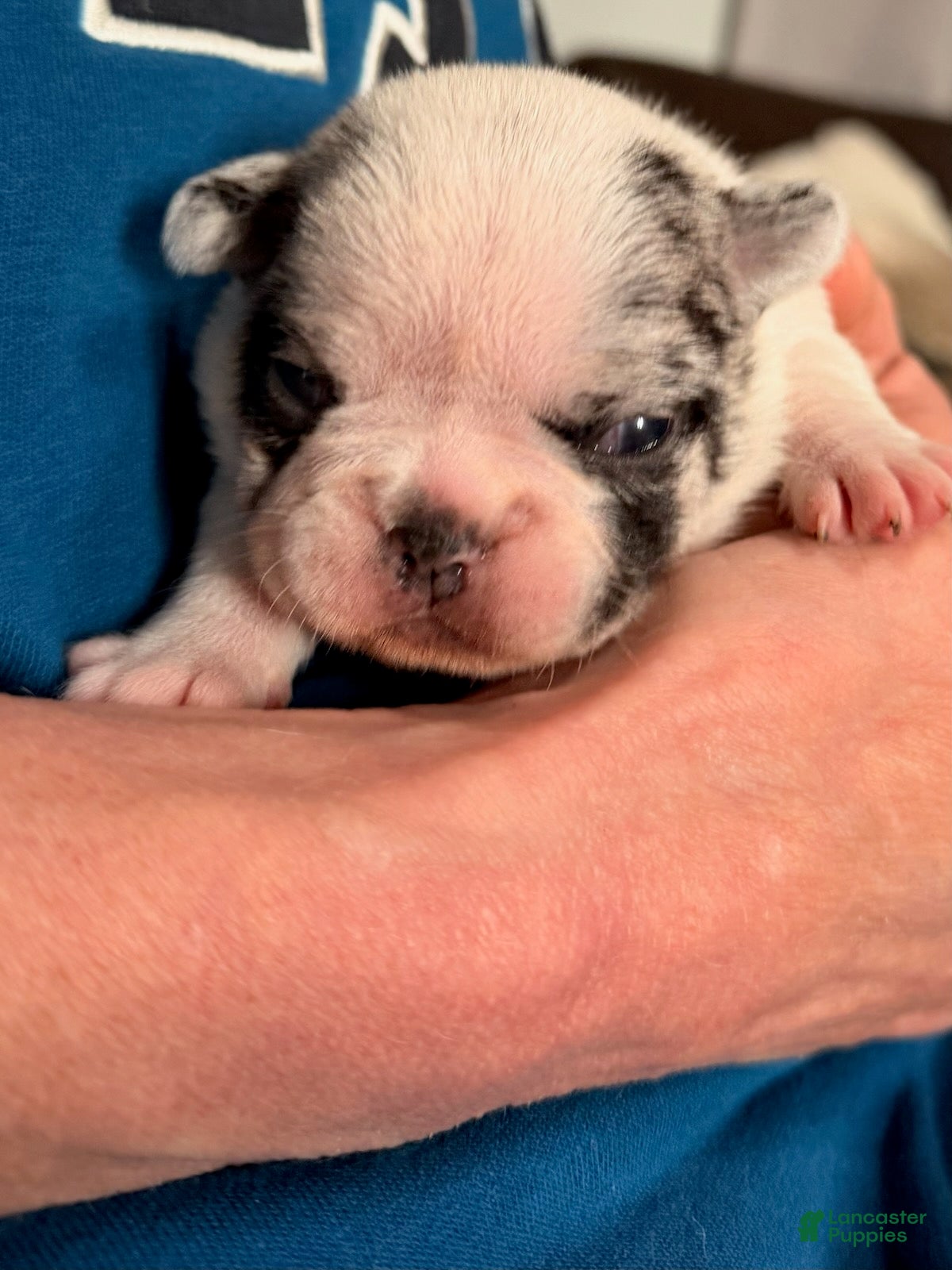 French Bulldog dogs French Bulldog Girl 1 - Ad 2