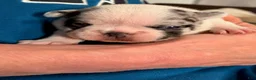 French Bulldog dogs for sale: French Bulldog Girl 1 - Ad 2