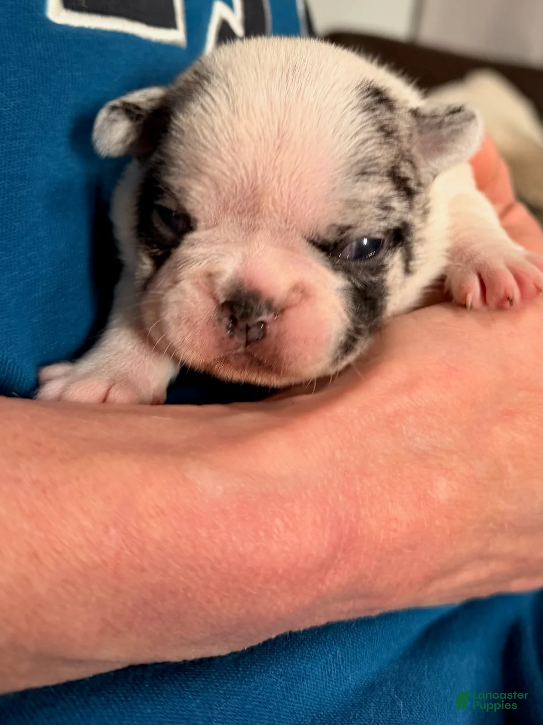 French Bulldog dogs for sale: French Bulldog Girl 1 - Ad 2