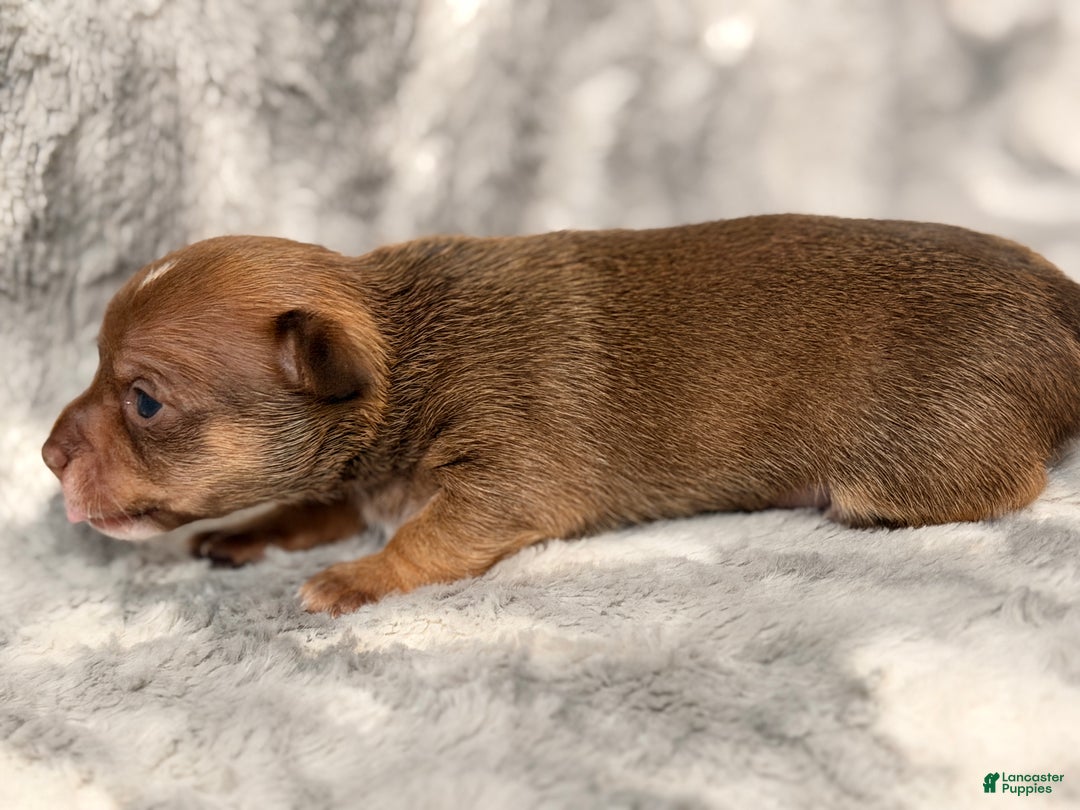 Chihuahua dogs for sale: Ernie - Ad 5