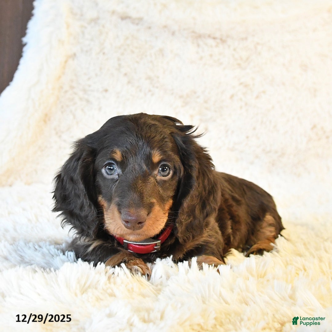 Miniature Dachshund dogs for sale: Francis - Ad 1