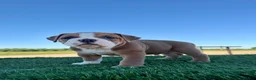 Olde English Bulldogge dogs for sale: Milo - Ad 4
