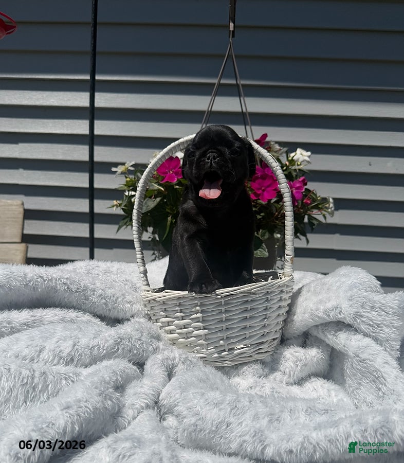 Pug dogs Ethan - Ad 22