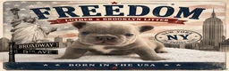 French Bulldog dogs for sale: Freedom  - Ad 1