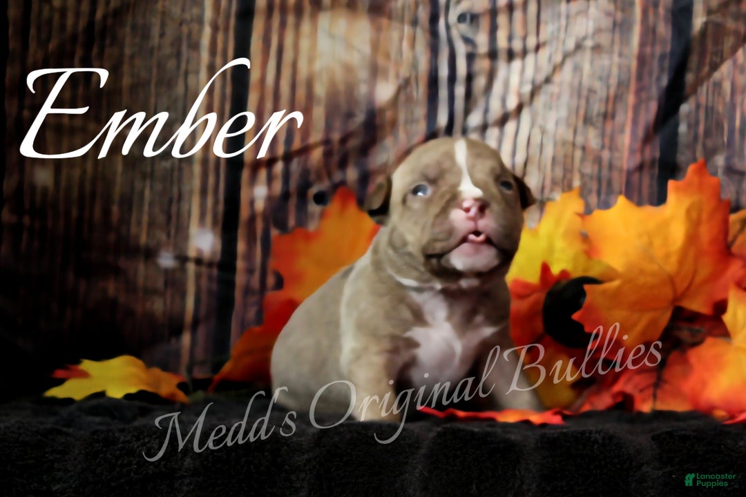 American Bully dogs for sale: Ember - Ad 2