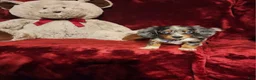 Miniature Dachshund dogs for sale: HUCKLEBERRY  - Ad 6