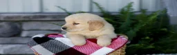 Golden Retriever dogs for sale: Boone - Ad 4