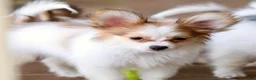 Papillon dogs for sale: Nerf - Ad 18