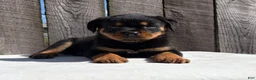 Rottweiler dogs for sale: Grace - Ad 6