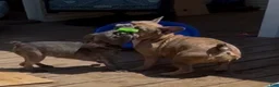 French Bulldog dogs for sale: French Bulldog Puppy 7 - Ad 5