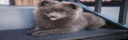 Pomeranian dogs for sale: Bluey Pomeranian  - Ad 6
