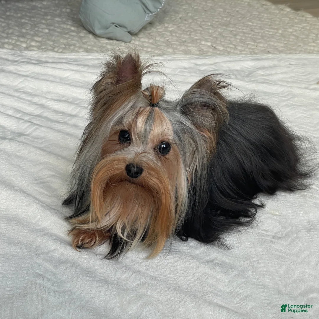 Yorkshire Terrier dogs for sale: Nita - Ad 13