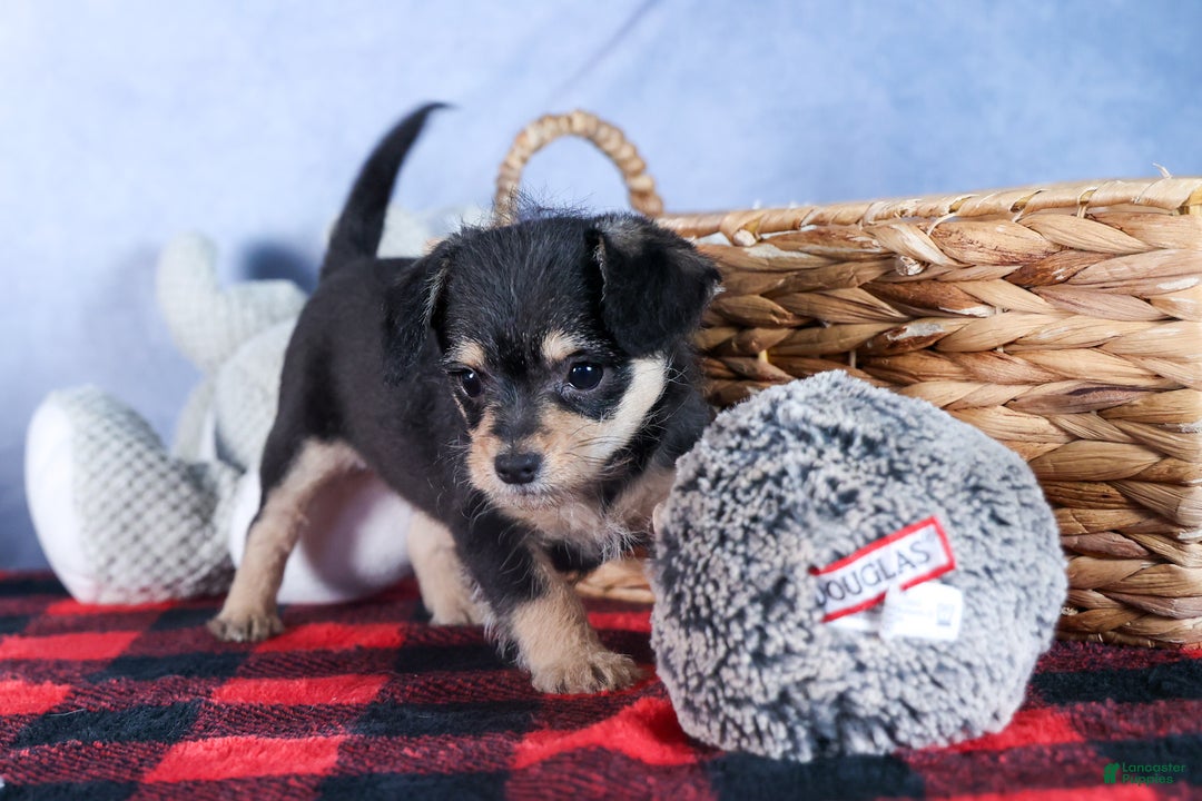 Chipoo dogs for sale: Kinsley - Ad 6