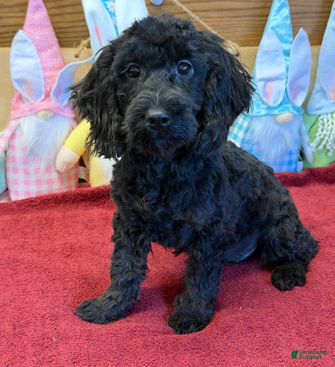 Cockapoo dogs for sale: Anna - Ad 2
