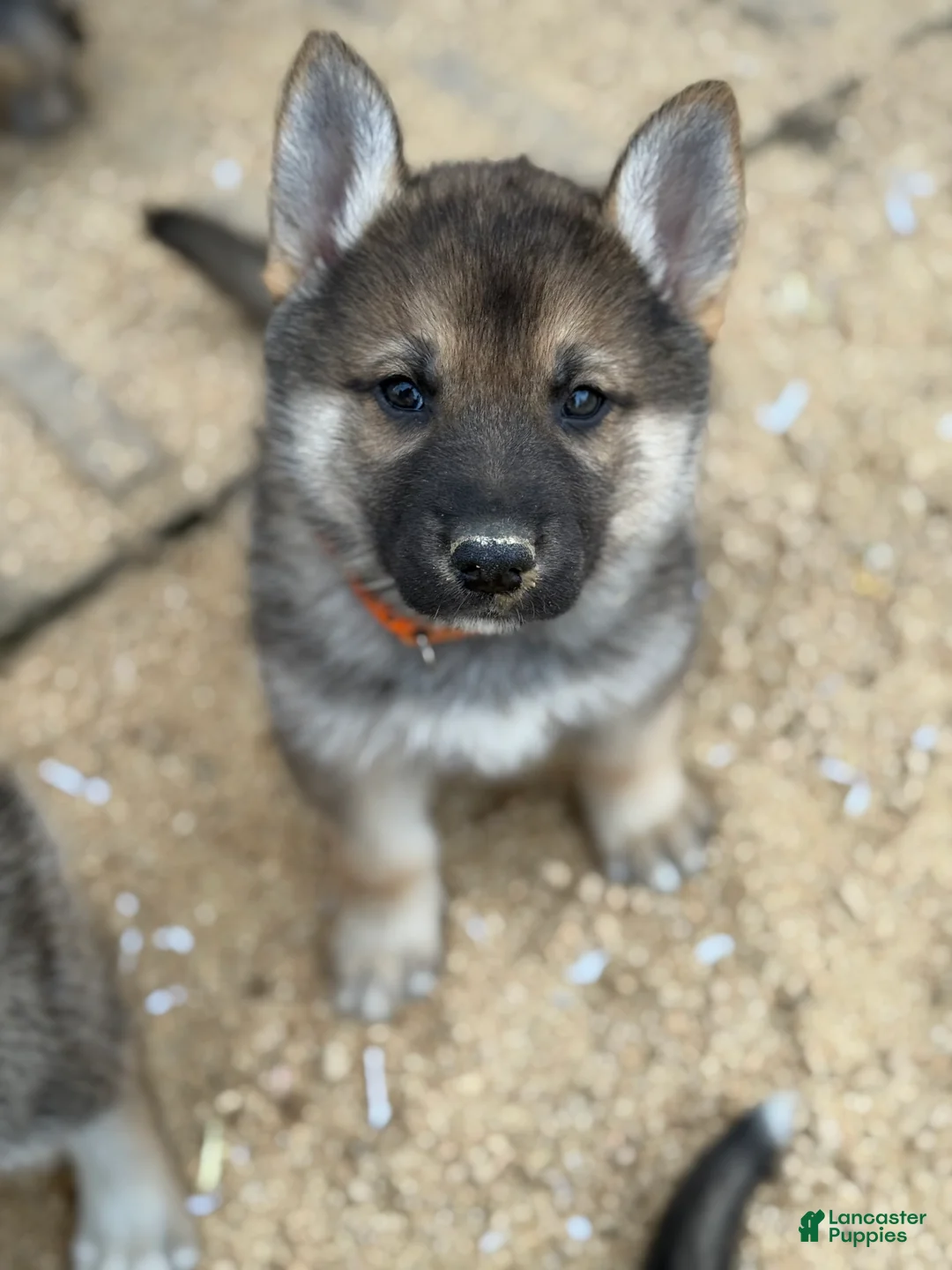 Gerberian Shepsky dogs for sale: Severus - Ad 3