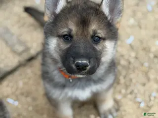 Gerberian Shepsky dogs Orange - Ad 2