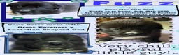 Mixed Breed dogs for sale: Fuzz - Ad 2